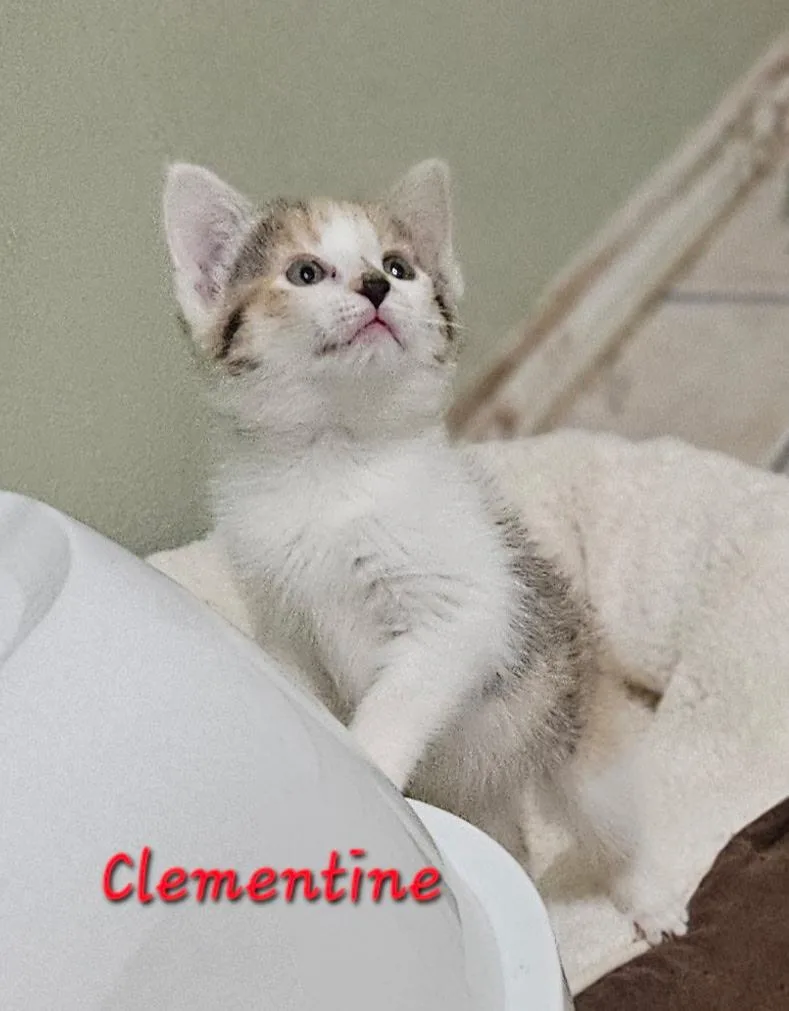 Clementine thumbnail 2