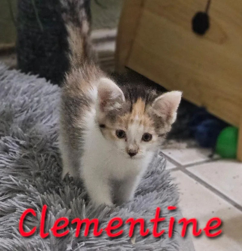 Clementine thumbnail 3