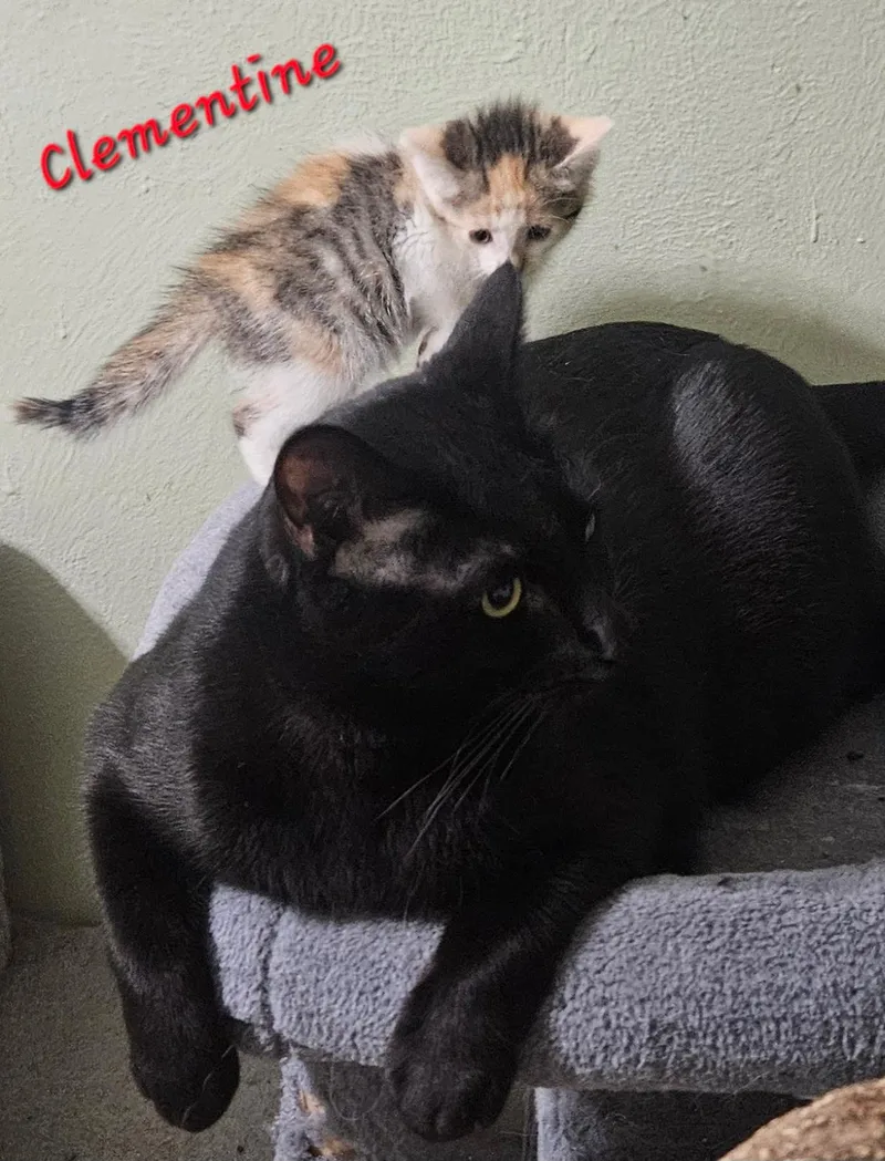 Clementine thumbnail 5