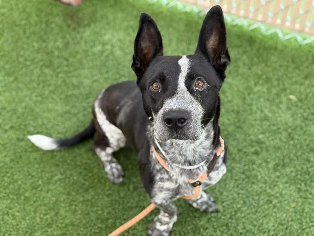 An adult large-sized male Australian Cattle Dog / Blue Heeler dog named Pogi for adoption in Phoenix, AZ
