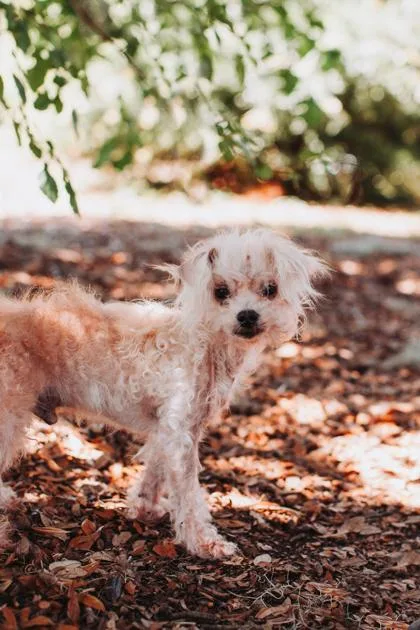 An adult small-sized male Poodle dog named A Gurgi for adoption in North Charleston, SC