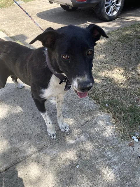 A young large-sized female Mixed Breed dog named Nina for adoption in Dallas, TX