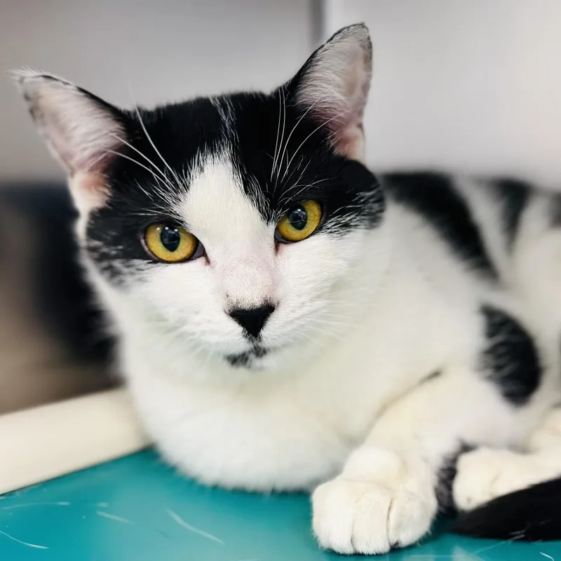 An adult medium-sized female Black & White / Tuxedo Domestic Short Hair cat named Mumu for adoption in Manahawkin, NJ