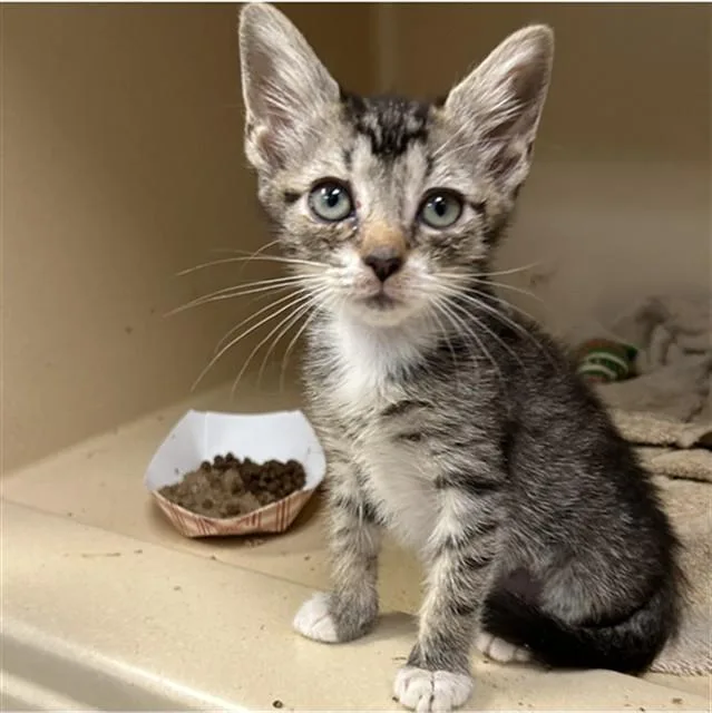 A baby small-sized female Domestic Short Hair cat named Debi for adoption in Lincolnton, NC