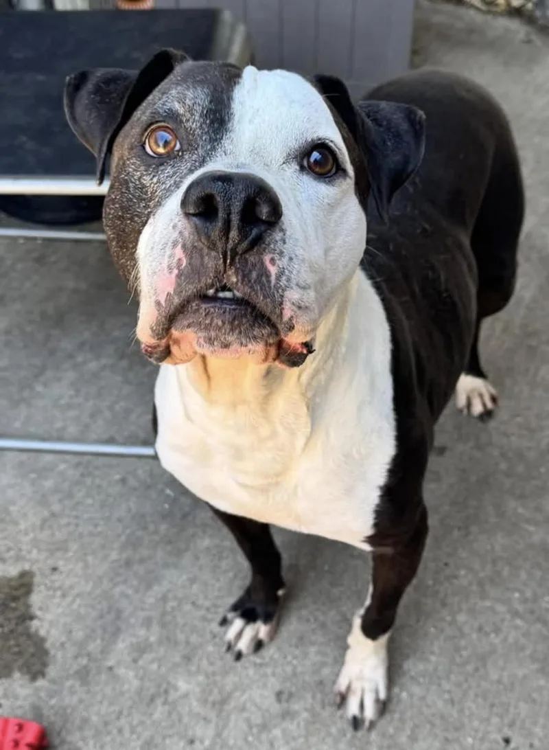 A senior medium-sized male Black Pit Bull Terrier dog named Domino for adoption in Chicago, IL