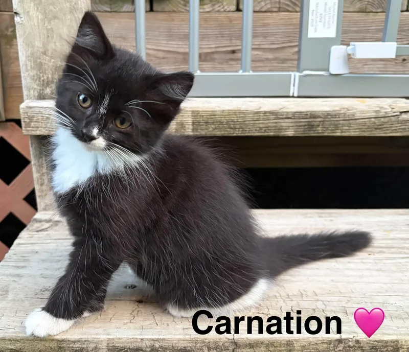 A baby small-sized female Black & White / Tuxedo Tuxedo cat named Carnation for adoption in Beckley, WV