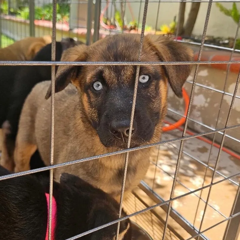 A baby medium-sized female German Shepherd Dog dog named Faye for adoption in Whittier, CA