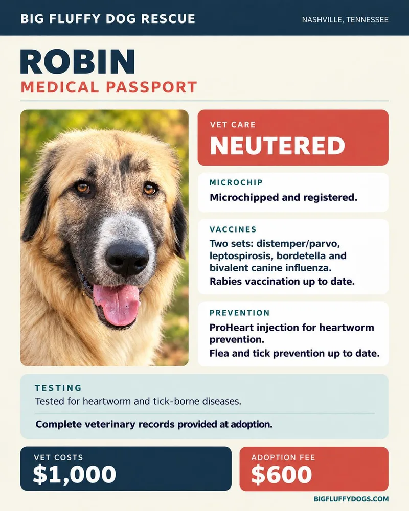 A young large-sized male Yellow / Tan / Blond / Fawn Anatolian Shepherd dog named Robin for adoption in Nashville, TN