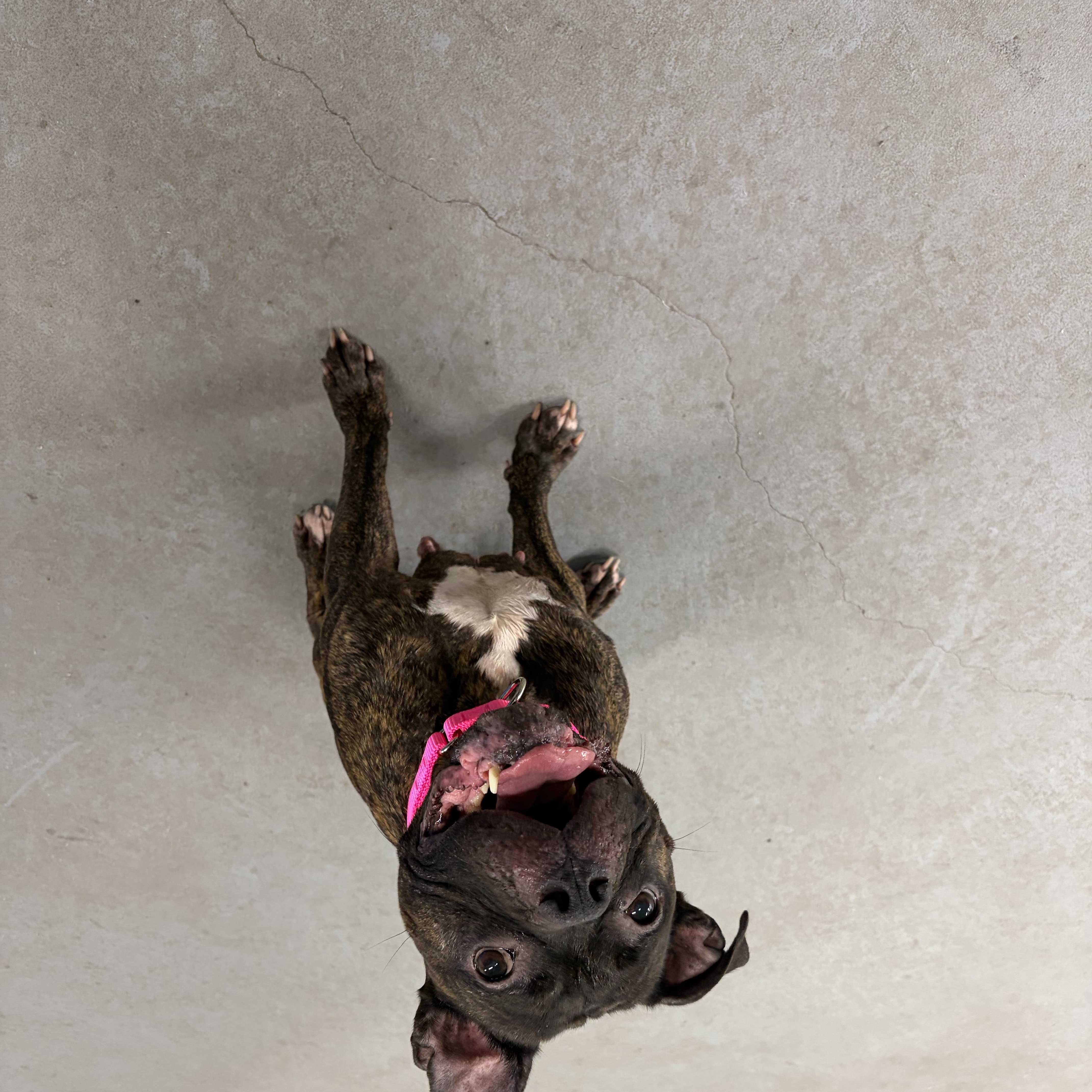 An adult medium-sized female Brindle Boxer dog named Nora for adoption in Cranston, RI