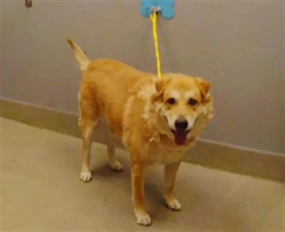 An adult large-sized male Labrador Retriever dog named Golden Poof for adoption in Las Vegas, NV