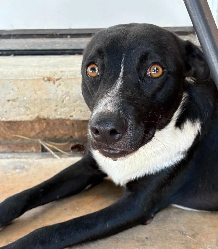 A young medium-sized female Mixed Breed dog named Maggie girl for adoption in Fond Du Lac, WI