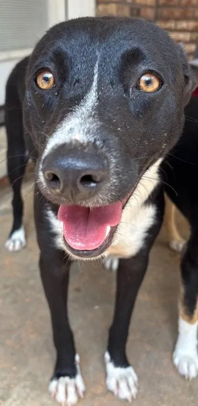 Maggie girl thumbnail 4