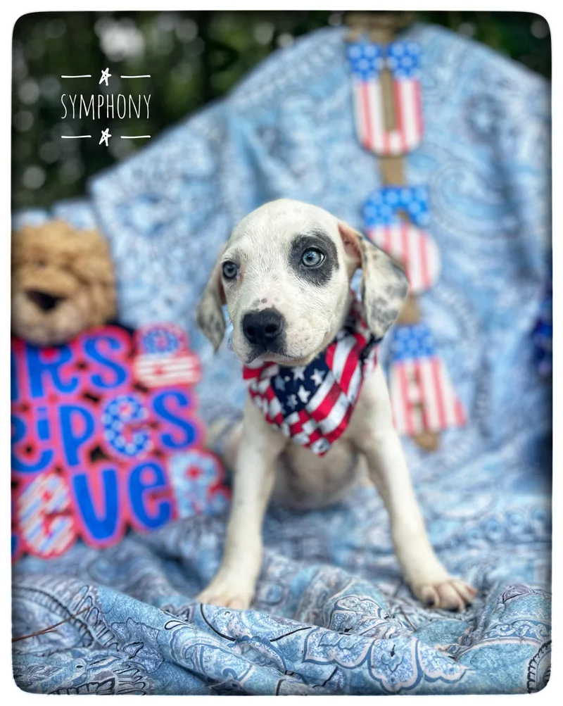 A baby medium-sized female American Bulldog dog named Symphony for adoption in Sebring, FL