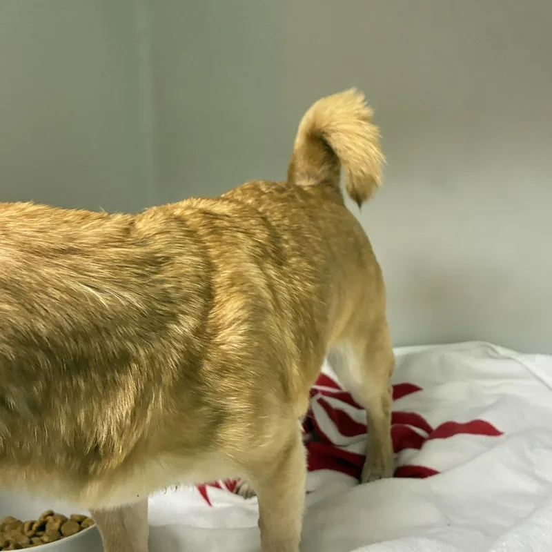 A senior small-sized male Chihuahua dog named Rumor for adoption in Harrisonburg, VA