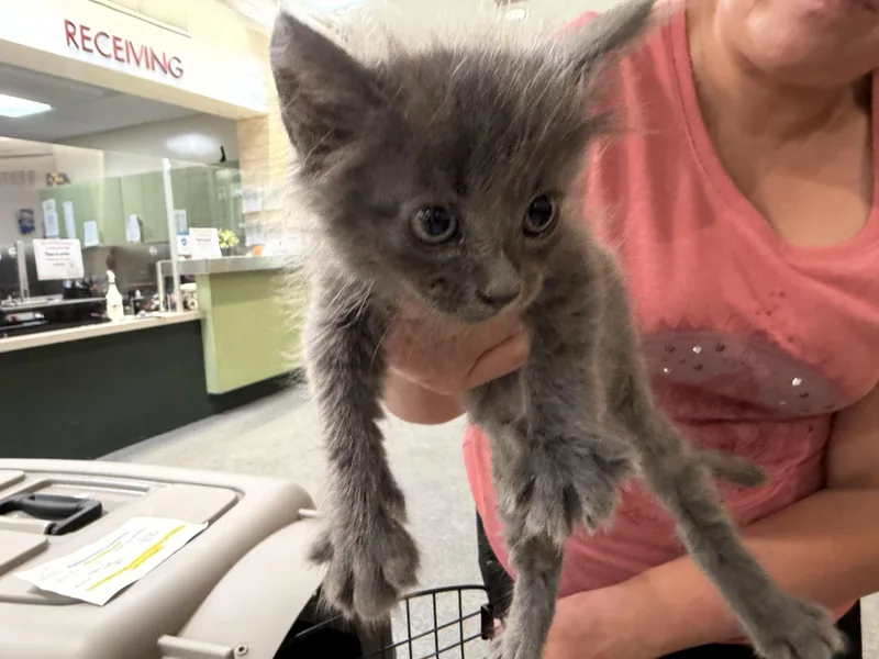 A baby small-sized male Domestic Short Hair cat named Liam for adoption in Los Angeles, CA