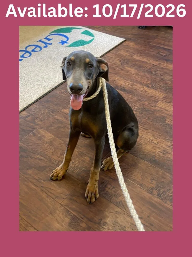 A baby medium-sized female Doberman Pinscher dog named Dog Kennel for adoption in Greenville, TX