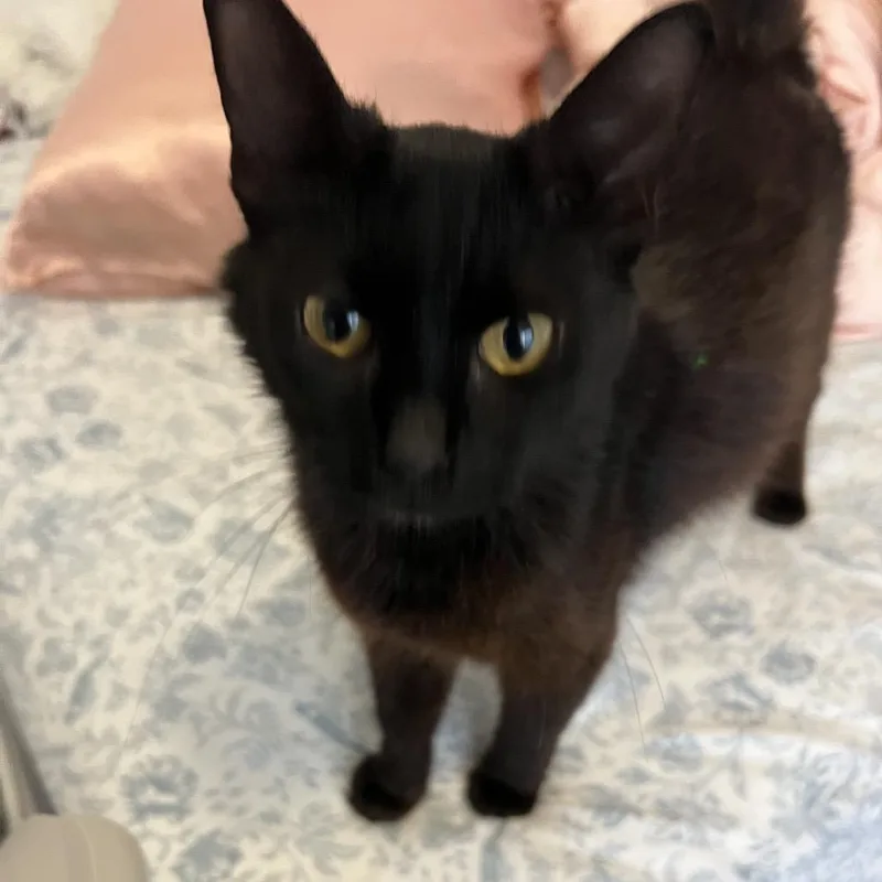 An adult medium-sized female Black Domestic Medium Hair cat named Sol for adoption in Lakeland, FL