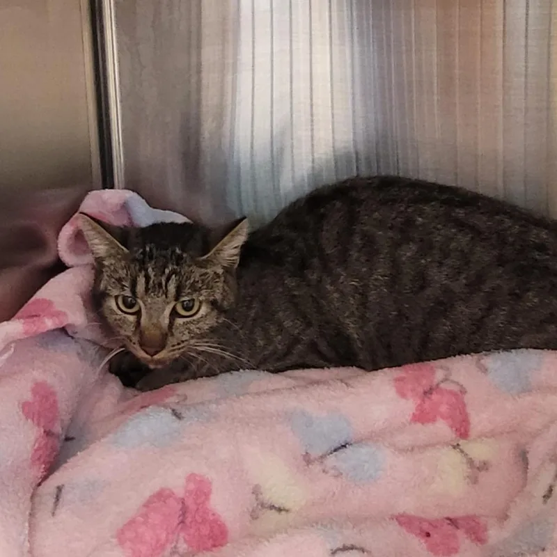 An adult small-sized female Gray / Blue / Silver Domestic Short Hair cat named Q of Hearts for adoption in Madisonville, TN