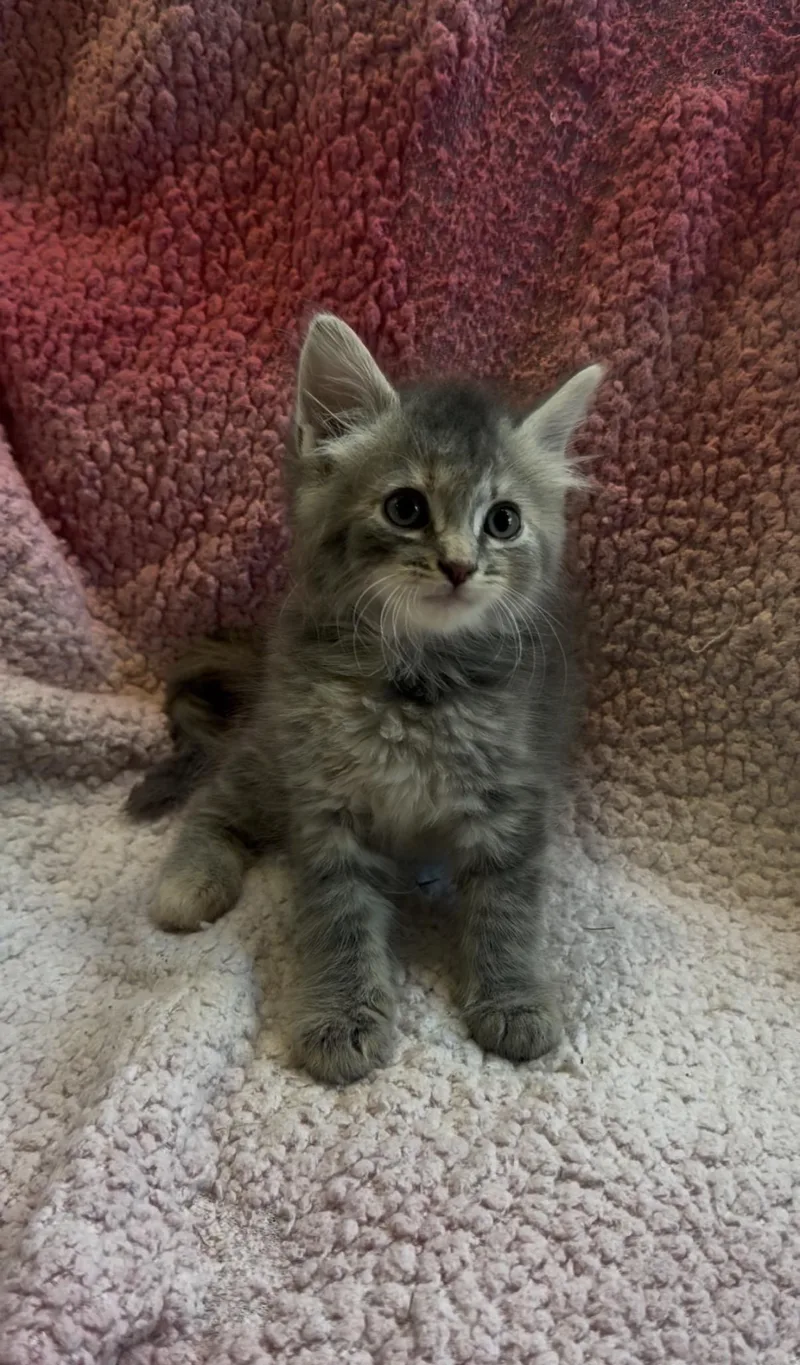 A baby large-sized female Gray / Blue / Silver Maine Coon cat named Nala for adoption in toledo, OH