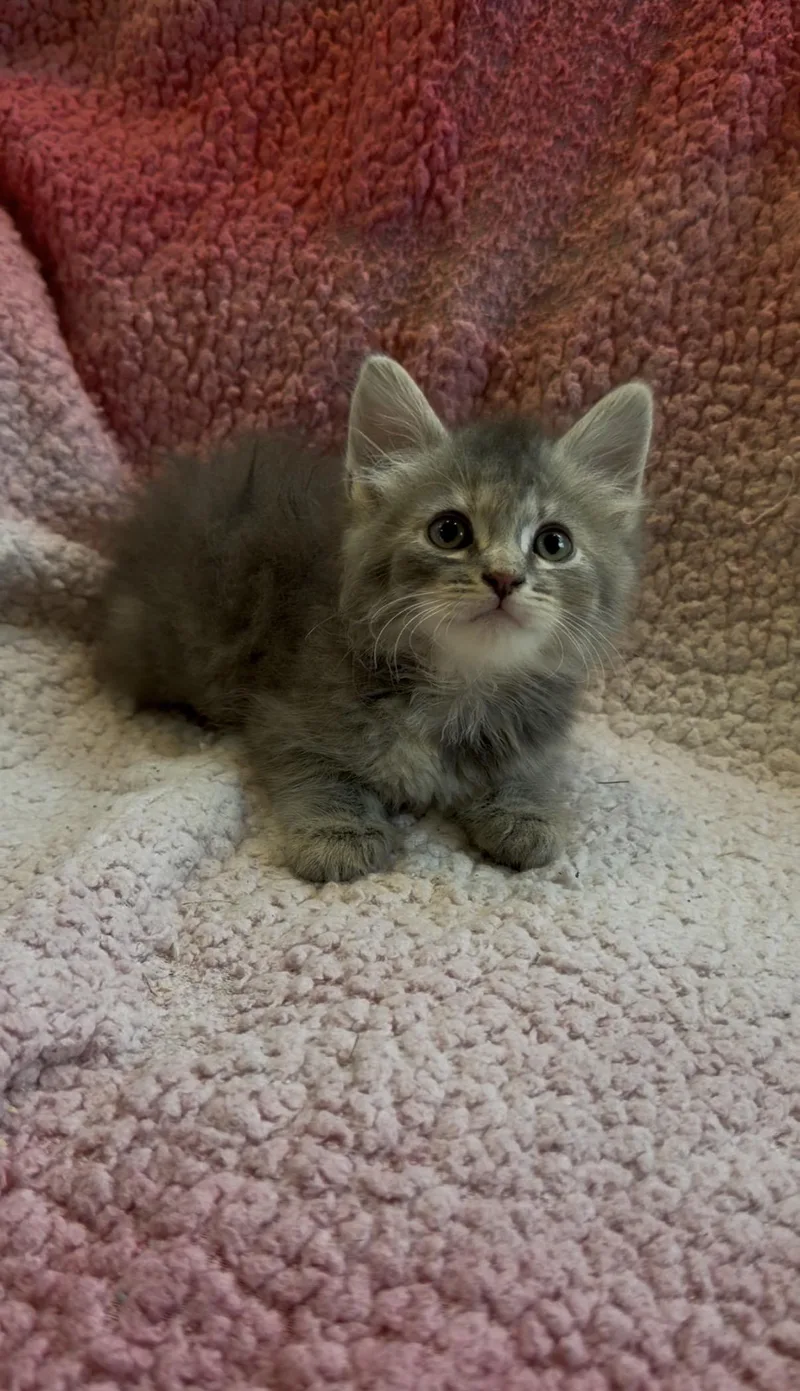 Nala thumbnail 2