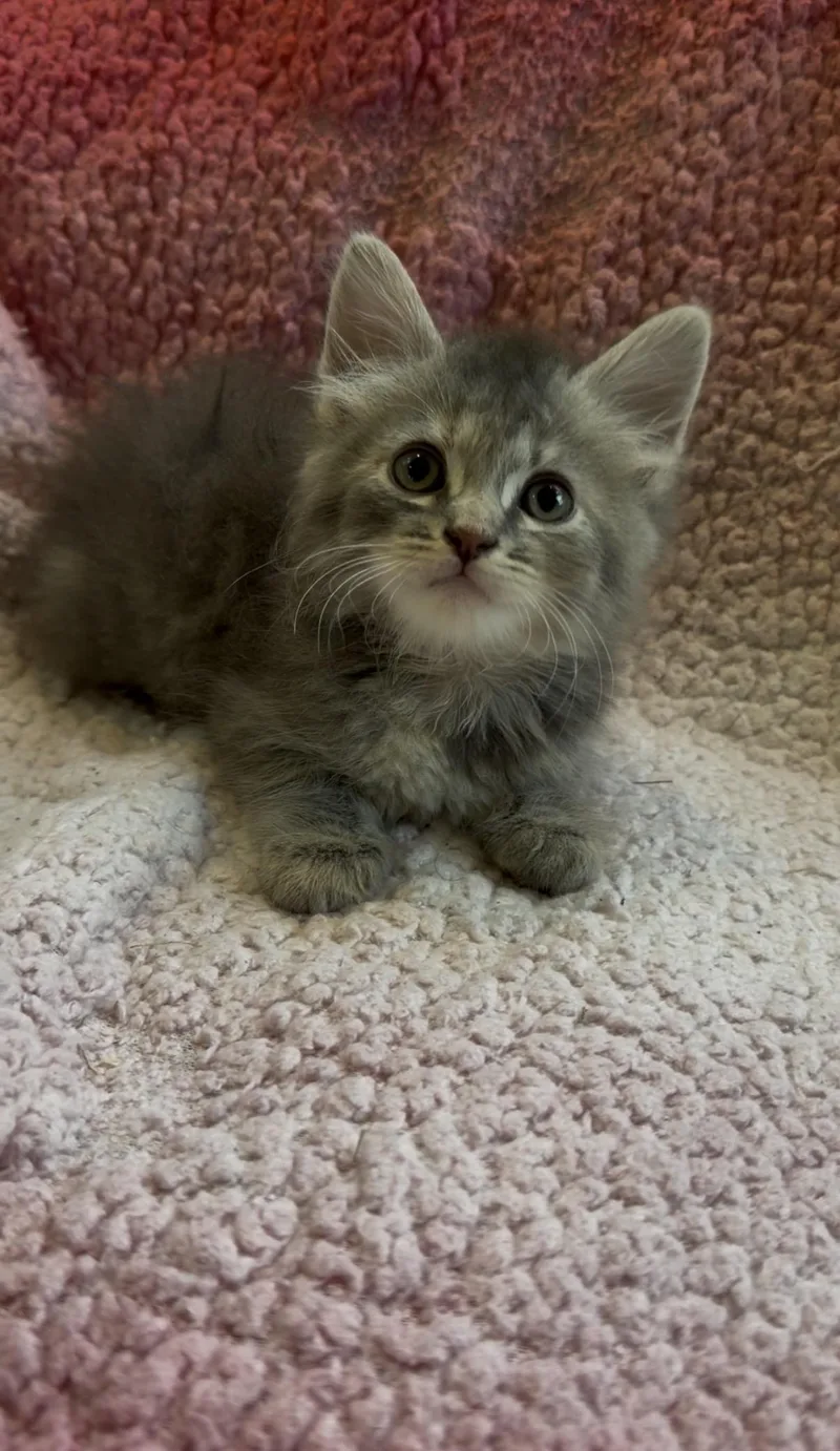 Nala thumbnail 3