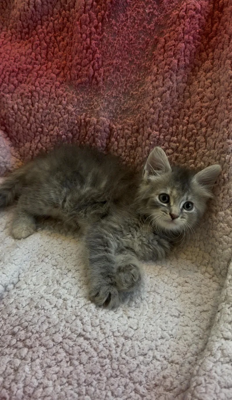 Nala thumbnail 4