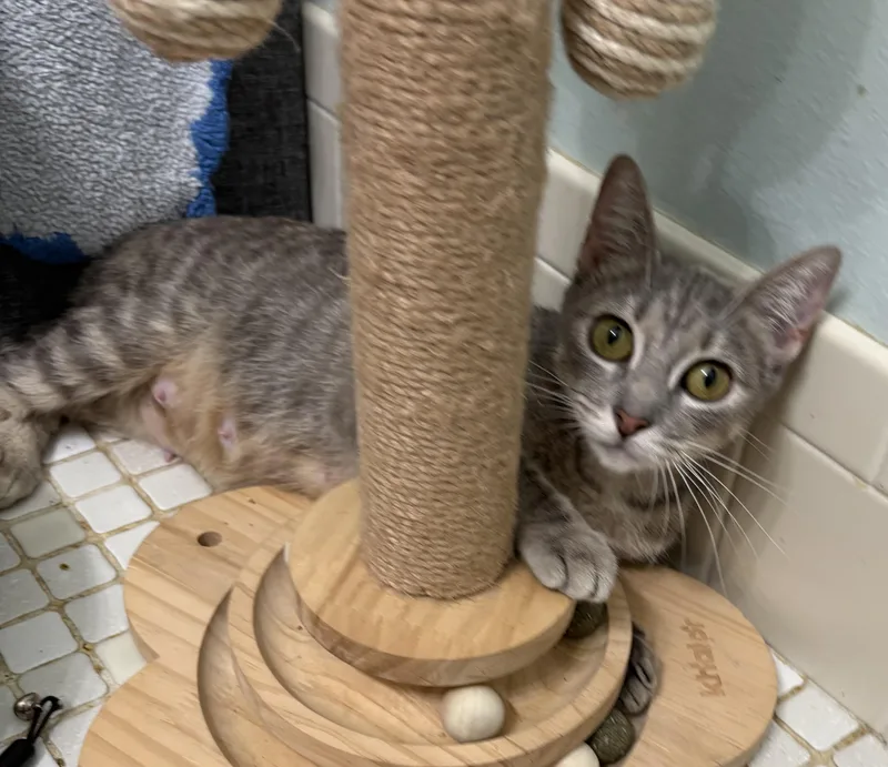A young medium-sized female Dilute Calico Domestic Short Hair cat named Nala for adoption in Brooksville, FL