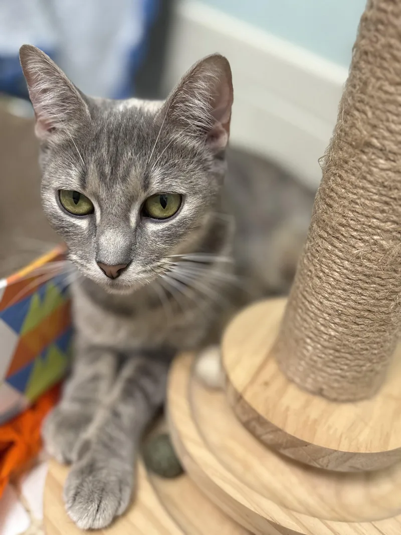 Nala thumbnail 4