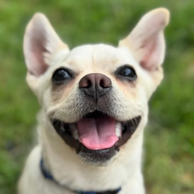A baby small-sized female Yellow / Tan / Blond / Fawn French Bulldog dog named Lullaby for adoption in Pekin, IL