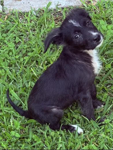A baby small-sized female Black Terrier dog named Tootsie for adoption in Liverpool, TX