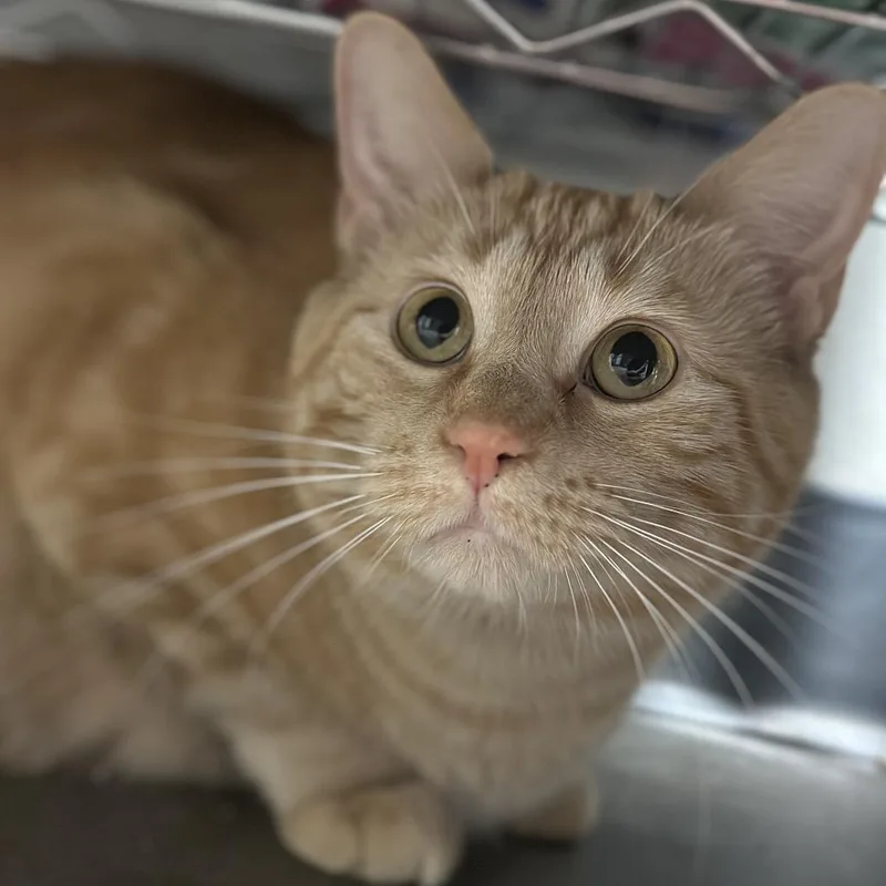 An adult medium-sized female Orange / Red Domestic Short Hair cat named Marcy for adoption in Matteson, IL