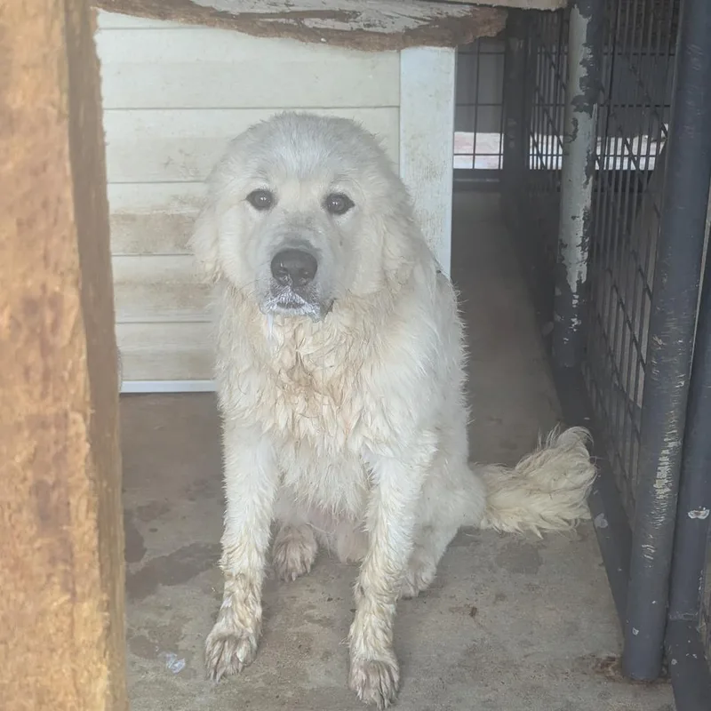 A young medium-sized male White / Cream Great Pyrenees dog named Tater for adoption in Birmingham, AL