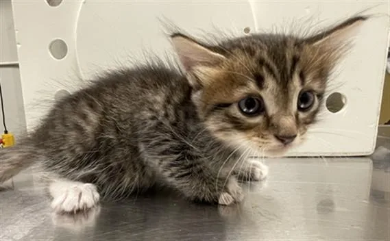 A baby small-sized female Domestic Medium Hair cat named A for adoption in Ontario, CA