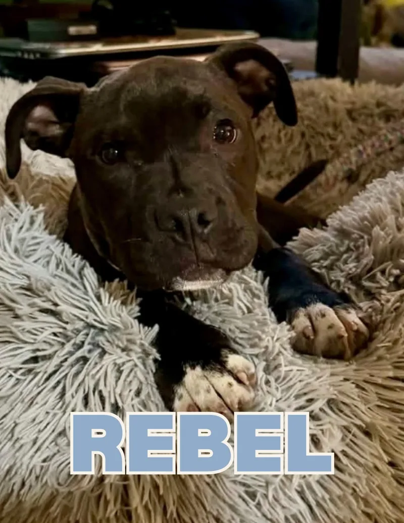 Rebel