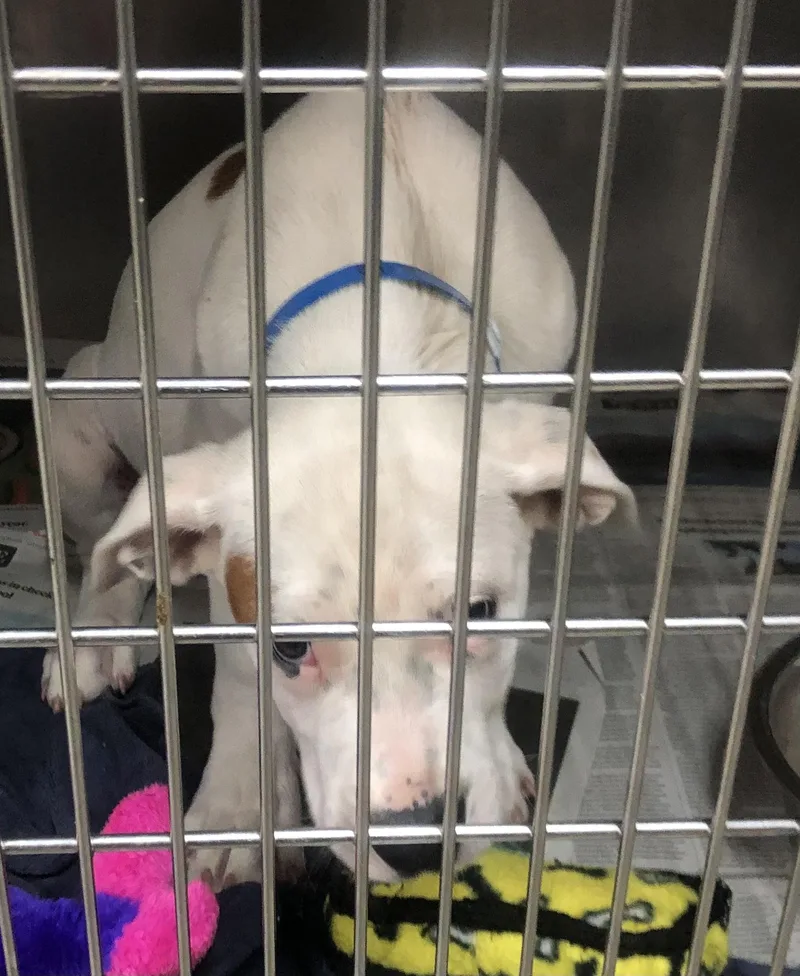A baby medium-sized male White / Cream Mixed Breed dog named Kilo for adoption in Parma, OH