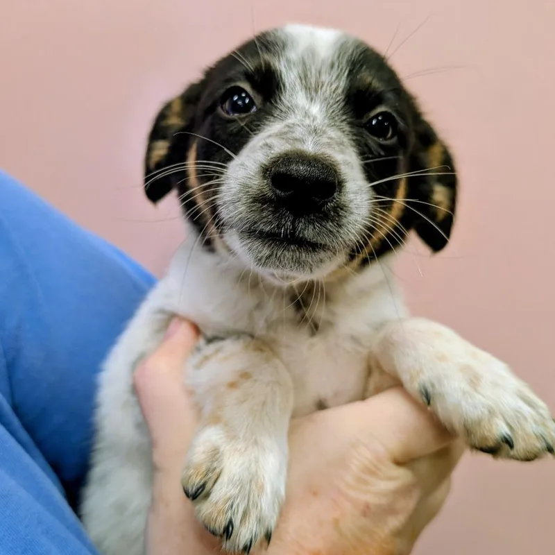 A baby small-sized female Black Cattle Dog dog named Gluey for adoption in Huntsville, AR
