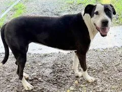 A young large-sized female Pit Bull Terrier dog named Lucy for adoption in Savannah, MO