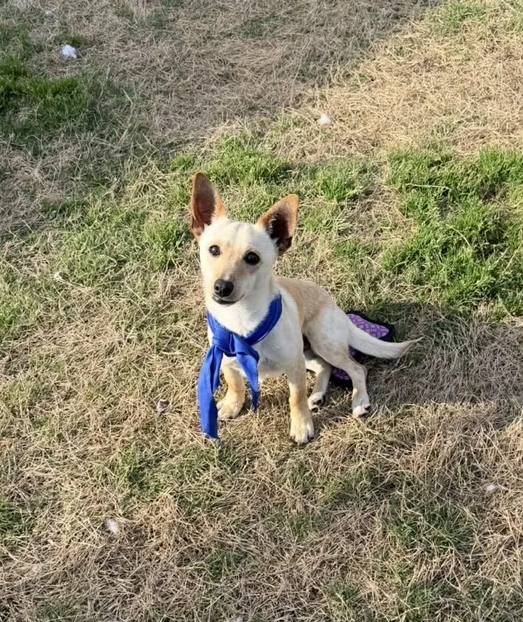 A young small-sized male Dachshund dog named Mickey Is Only  for adoption in Kaufman, TX