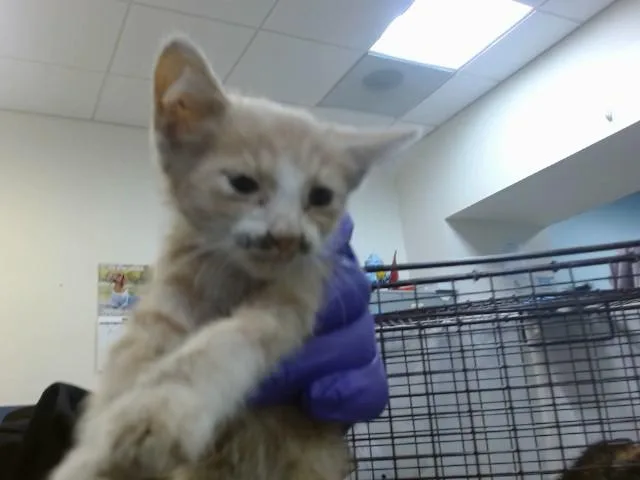 A baby small-sized male Domestic Short Hair cat named Taco for adoption in Miami, FL