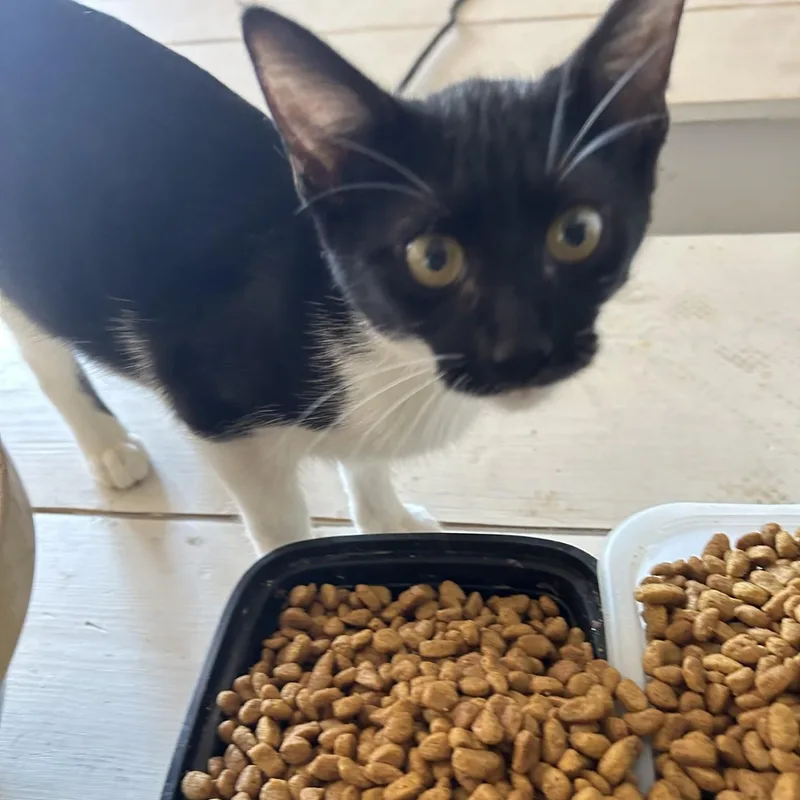 A young medium-sized female Black & White / Tuxedo Domestic Short Hair cat named Maisie for adoption in Springdale, AR
