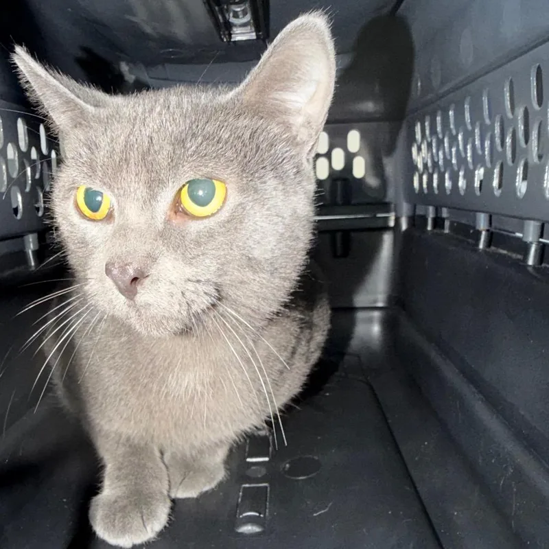 An adult medium-sized male Gray / Blue / Silver Domestic Short Hair cat named Midas for adoption in Galveston, TX
