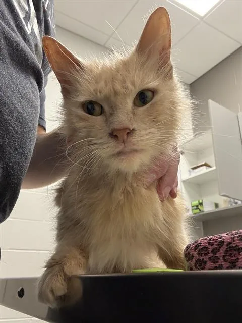 An adult small-sized female Domestic Medium Hair cat named Bowie for adoption in Indianapolis, IN