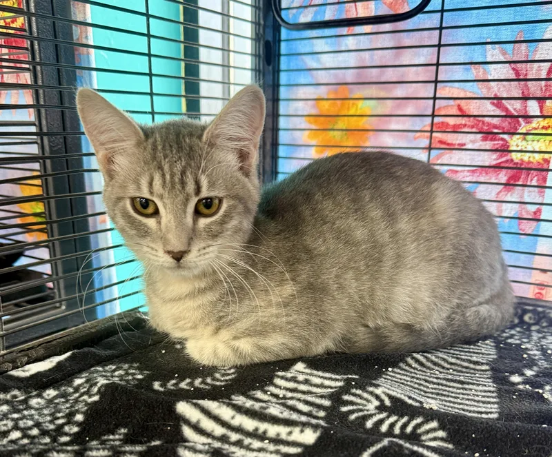 A baby medium-sized female Tabby (Gray / Blue / Silver) Domestic Short Hair cat named Honey for adoption in Jacksonville, FL