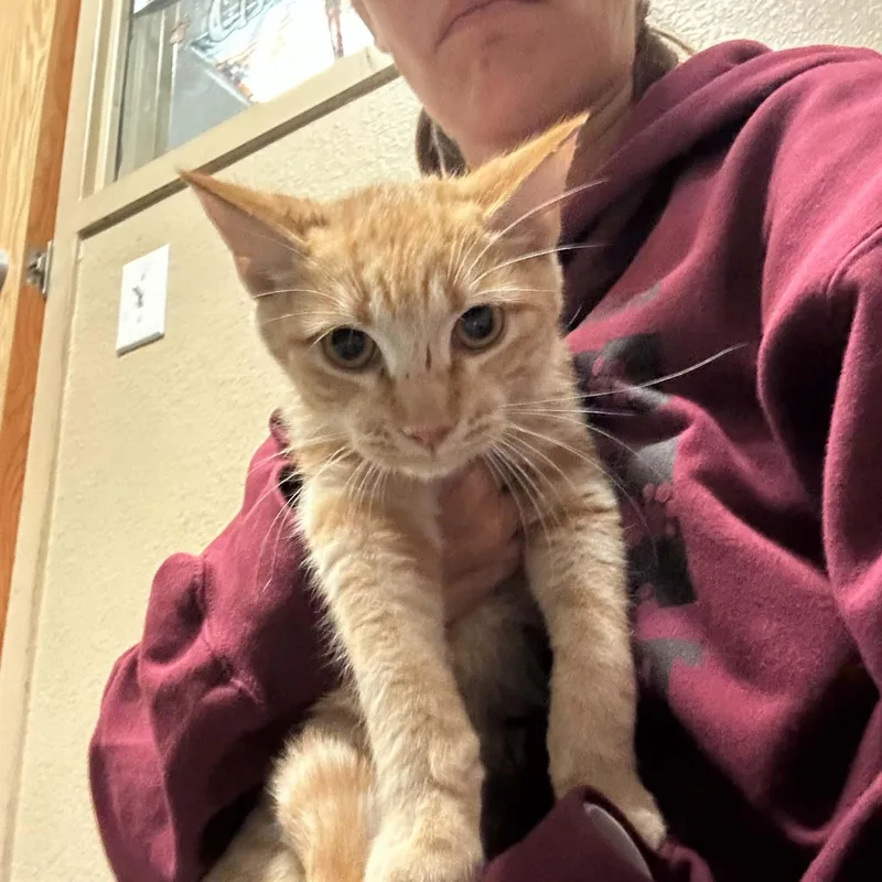 A young medium-sized male Domestic Short Hair cat named Baker for adoption in Truth or Consequences , NM