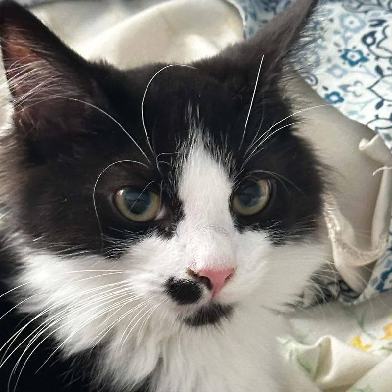 A young medium-sized male Domestic Long Hair cat named Cortland for adoption in Indianapolis, IN