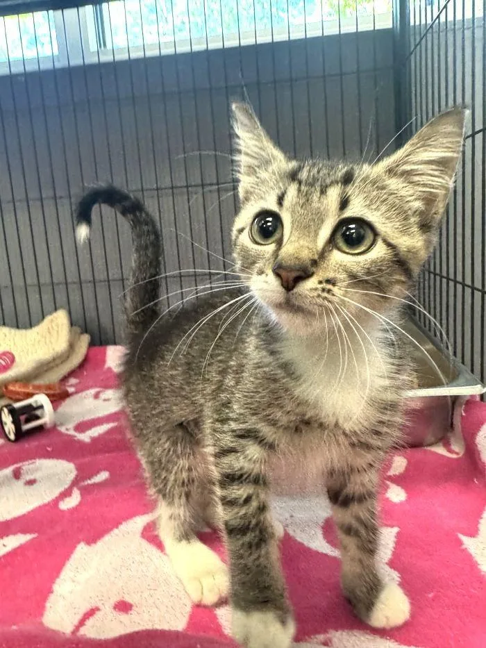 A young small-sized female Domestic Short Hair cat named Claire Bear for adoption in Hilton Head Island, SC
