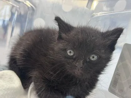A baby small-sized female Domestic Short Hair cat named Arya for adoption in West Chester, PA