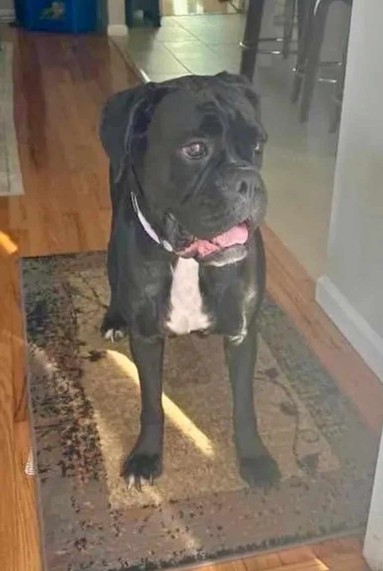 A young large-sized female Boxer dog named Meeka for adoption in Hamburg, NY