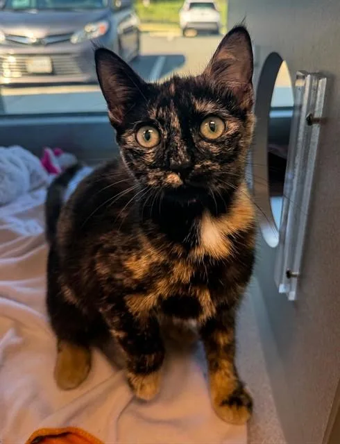 A baby small-sized female Domestic Short Hair cat named Tilapia for adoption in Leesburg, VA