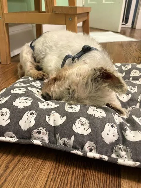 A senior small-sized male White / Cream West Highland White Terrier / Westie dog named Chancellor for adoption in Evanston, IL